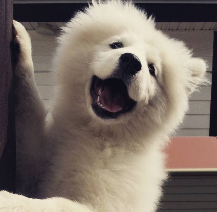 웹툰 극한견주 주인공 사모예드 댕댕이 솜이 사진들.jpg | 인스티즈