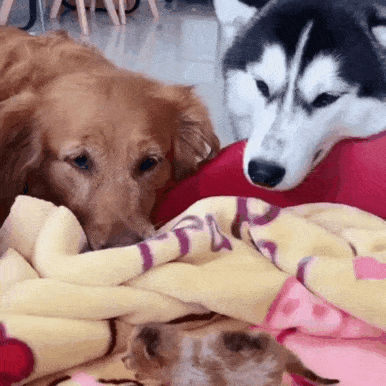 아기고양이바라보는 대형견들.gif | 인스티즈