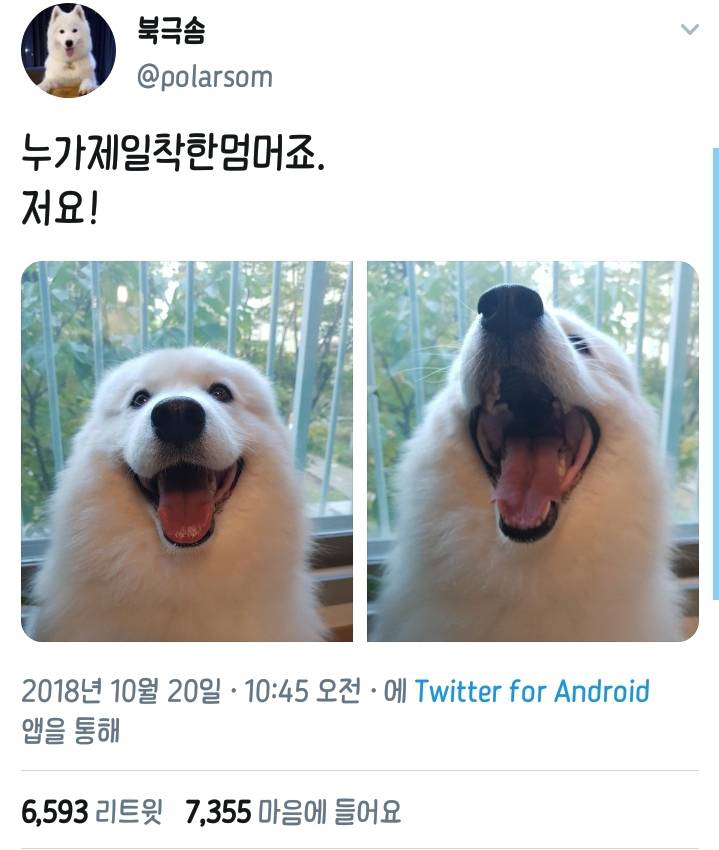 웹툰 극한견주 주인공 사모예드 댕댕이 솜이 사진들.jpg | 인스티즈