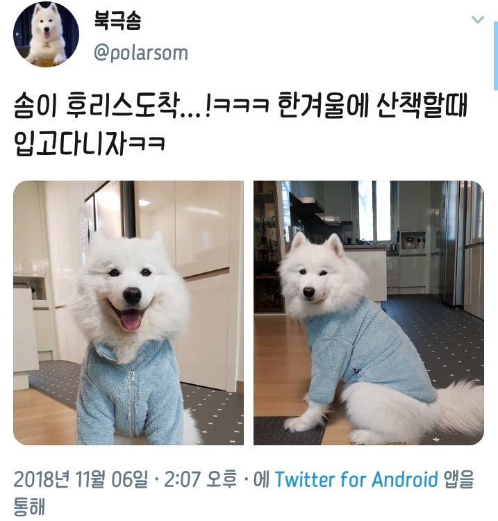 웹툰 극한견주 주인공 사모예드 댕댕이 솜이 사진들.jpg | 인스티즈