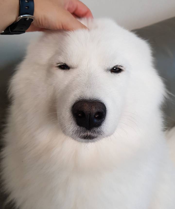 웹툰 극한견주 주인공 사모예드 댕댕이 솜이 사진들.jpg | 인스티즈