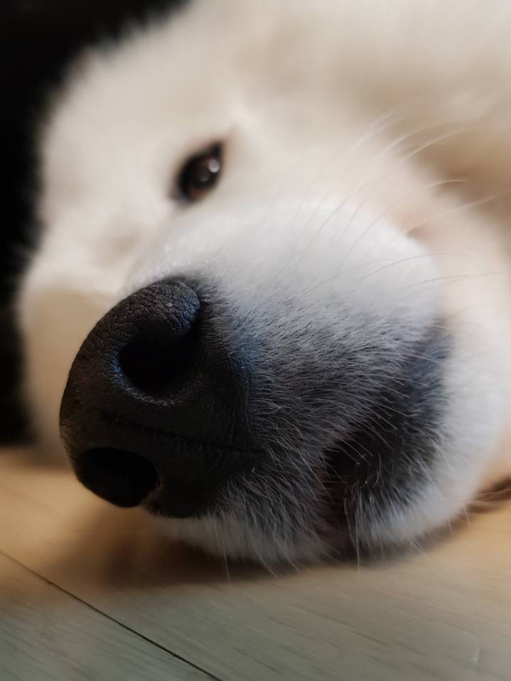 웹툰 극한견주 주인공 사모예드 댕댕이 솜이 사진들.jpg | 인스티즈