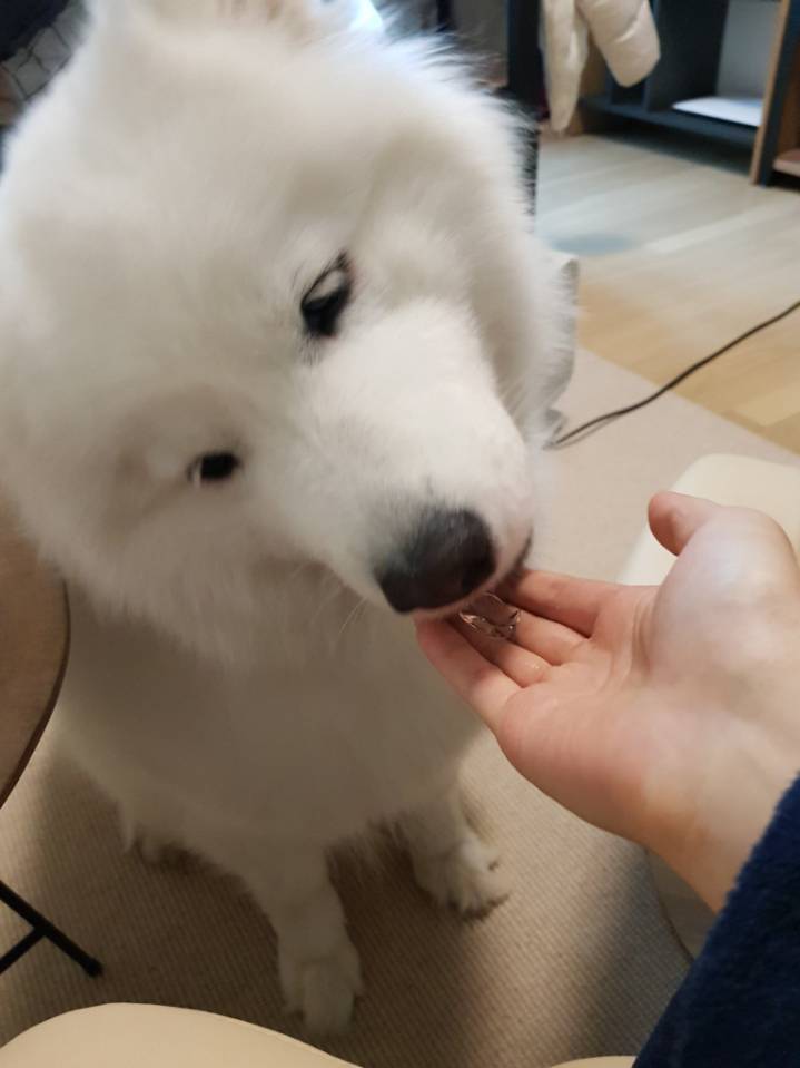 웹툰 극한견주 주인공 사모예드 댕댕이 솜이 사진들.jpg | 인스티즈