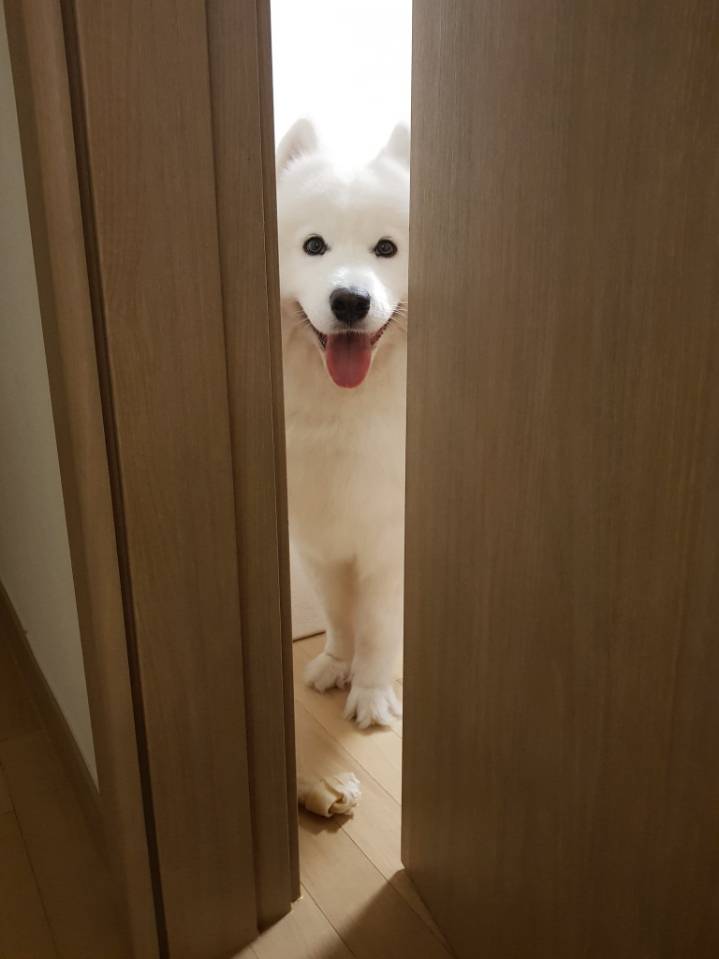 웹툰 극한견주 주인공 사모예드 댕댕이 솜이 사진들.jpg | 인스티즈