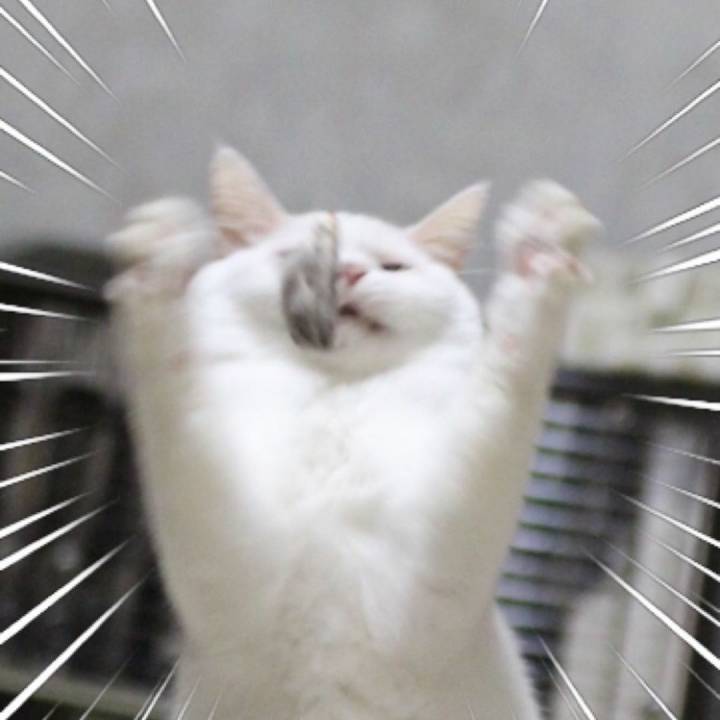 장난감만보면 고장나는 고양이 | 인스티즈