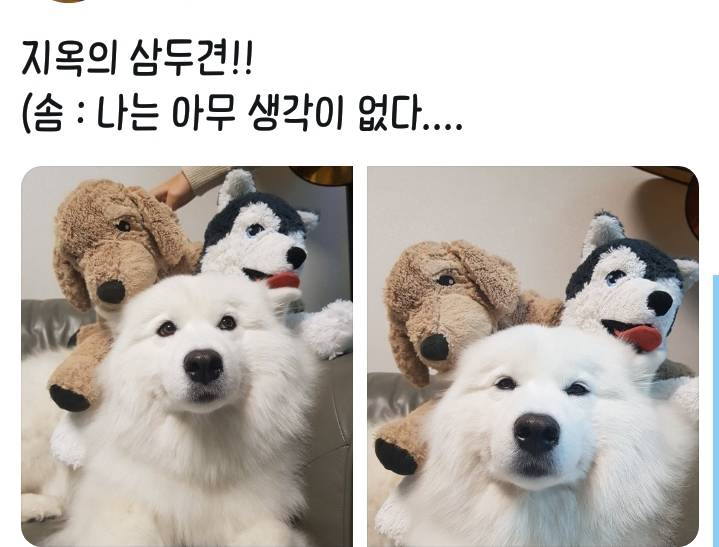 웹툰 극한견주 주인공 사모예드 댕댕이 솜이 사진들.jpg | 인스티즈