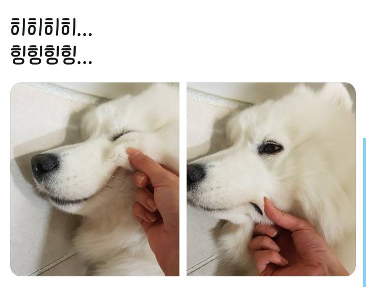 웹툰 극한견주 주인공 사모예드 댕댕이 솜이 사진들.jpg | 인스티즈