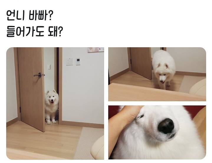 웹툰 극한견주 주인공 사모예드 댕댕이 솜이 사진들.jpg | 인스티즈