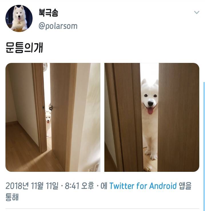 웹툰 극한견주 주인공 사모예드 댕댕이 솜이 사진들.jpg | 인스티즈