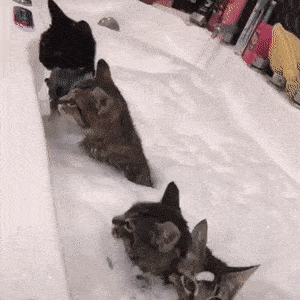 고양이들이 좋아하는 거품목욕 | 인스티즈