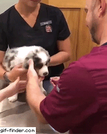 수의사가 댕댕이에게 약 먹이는 방법 | 인스티즈