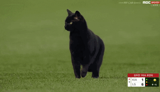 국가별 고양이 기르는 사람을 부르는 말.twt | 인스티즈