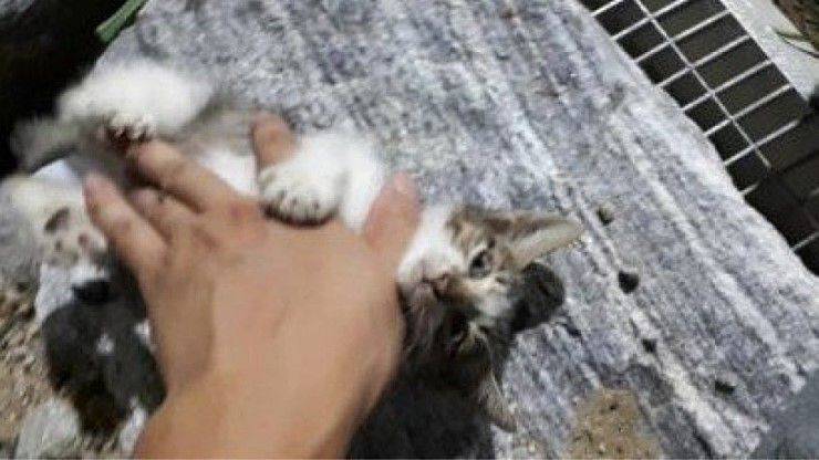 길냥이 함부로 만지면 안되는 이유로 돌아다니는 짤의 진실 | 인스티즈