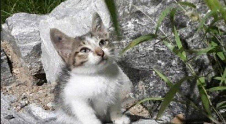 길냥이 함부로 만지면 안되는 이유로 돌아다니는 짤의 진실 | 인스티즈