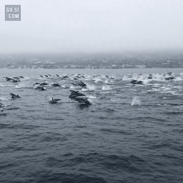 시원한 돌고래 떼드라이빙 | 인스티즈