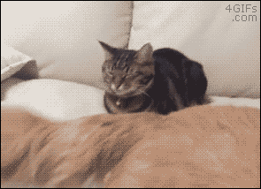 아니 고양이들 억울해서 살겠냥 ;; | 인스티즈