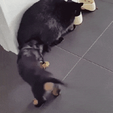 아니 고양이들 억울해서 살겠냥 ;; | 인스티즈