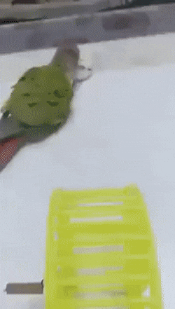 햄찌 운동 시키는 앵무 | 인스티즈