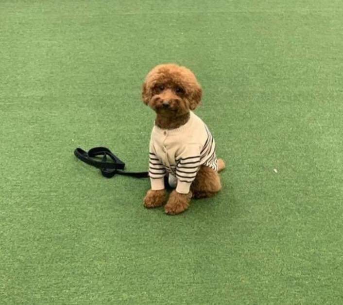 기다려 대회 1등한 강아지 | 인스티즈