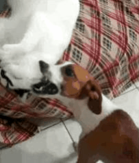 아니 고양이들 억울해서 살겠냥 ;; | 인스티즈