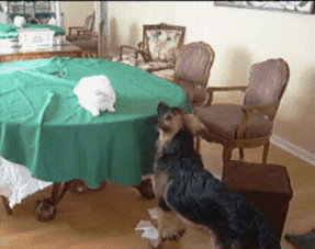 아니 고양이들 억울해서 살겠냥 ;; | 인스티즈