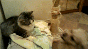 아니 고양이들 억울해서 살겠냥 ;; | 인스티즈