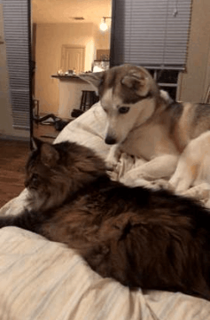 아니 고양이들 억울해서 살겠냥 ;; | 인스티즈