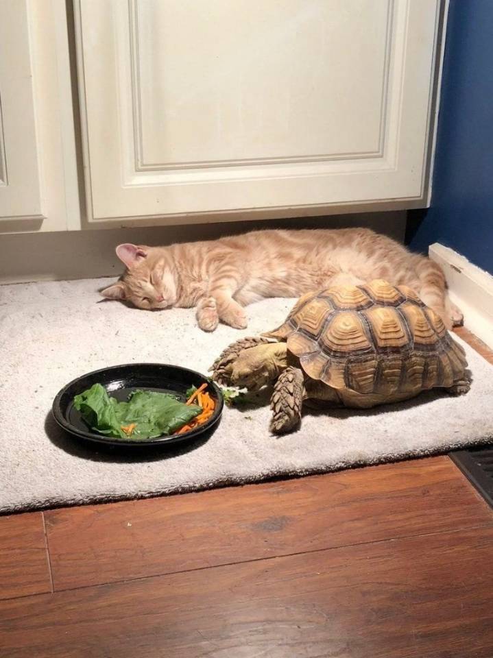 밥 먹는 거북이 기다리다 잠든 고양이.jpg | 인스티즈