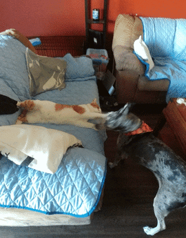 아니 고양이들 억울해서 살겠냥 ;; | 인스티즈