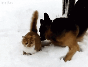 아니 고양이들 억울해서 살겠냥 ;; | 인스티즈