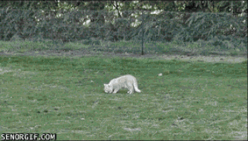 아니 고양이들 억울해서 살겠냥 ;; | 인스티즈