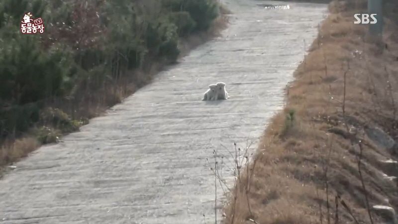 동물농장 취재진이 23마리 아기백구네 집에 찾아갔을 때 제일 처음 맞이한 광경.jpg | 인스티즈