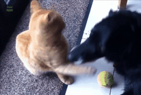 아니 고양이들 억울해서 살겠냥 ;; | 인스티즈