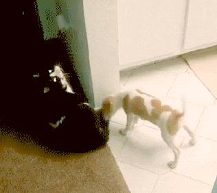 아니 고양이들 억울해서 살겠냥 ;; | 인스티즈