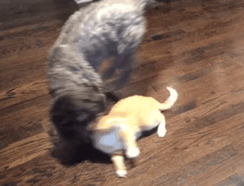 아니 고양이들 억울해서 살겠냥 ;; | 인스티즈