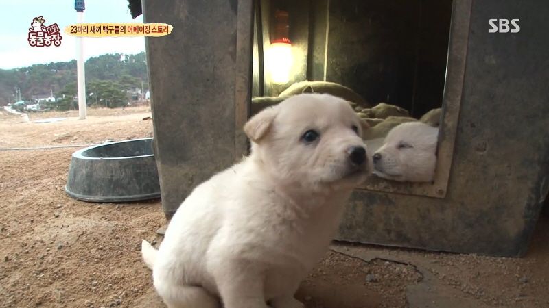 동물농장 취재진이 23마리 아기백구네 집에 찾아갔을 때 제일 처음 맞이한 광경.jpg | 인스티즈