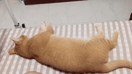 배 만지는 집사 발로 차는 고양이.gif | 인스티즈
