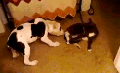 아니 고양이들 억울해서 살겠냥 ;; | 인스티즈