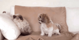 아니 고양이들 억울해서 살겠냥 ;; | 인스티즈