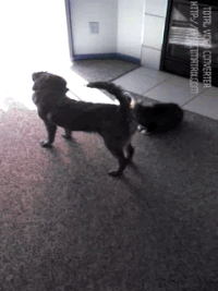 아니 고양이들 억울해서 살겠냥 ;; | 인스티즈