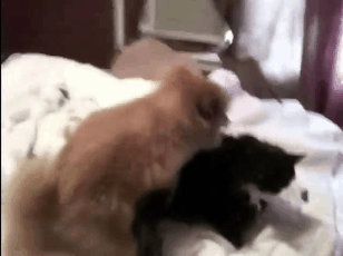 아니 고양이들 억울해서 살겠냥 ;; | 인스티즈