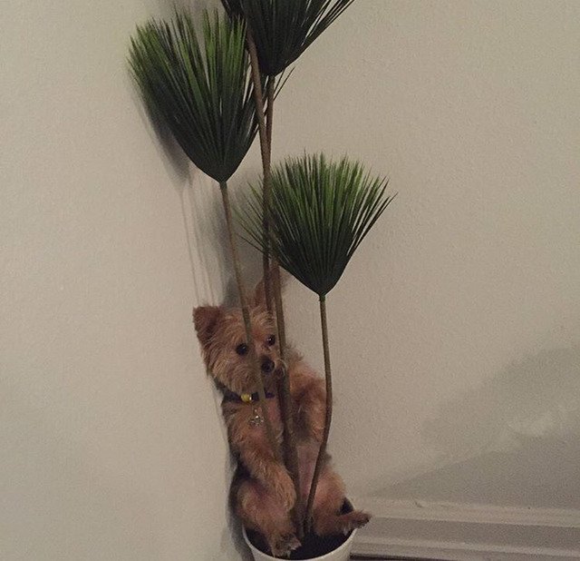 어느 모델이 키우고 있는 강아지....jpg | 인스티즈