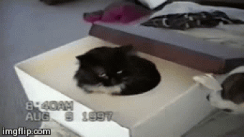 아니 고양이들 억울해서 살겠냥 ;; | 인스티즈