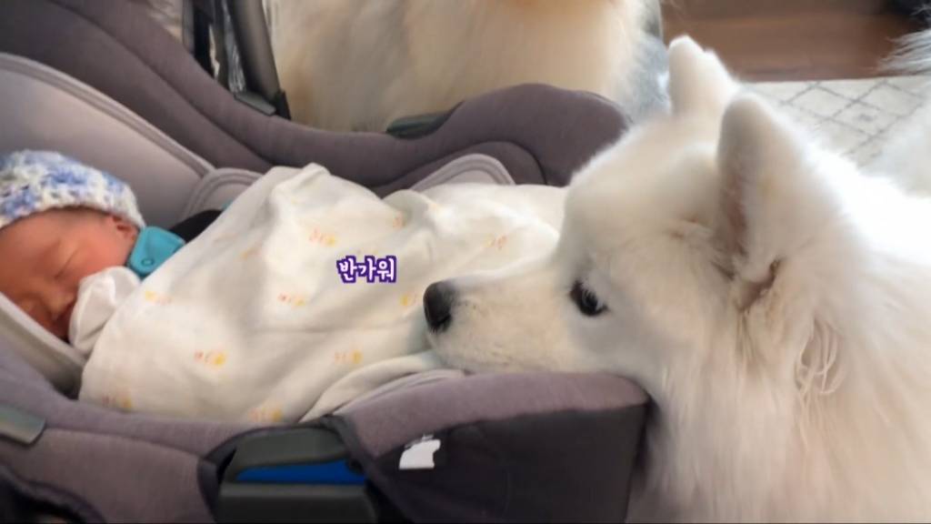 강아지들이 갓난아이를 보는 표정 | 인스티즈