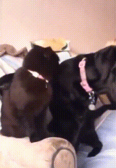 아니 고양이들 억울해서 살겠냥 ;; | 인스티즈