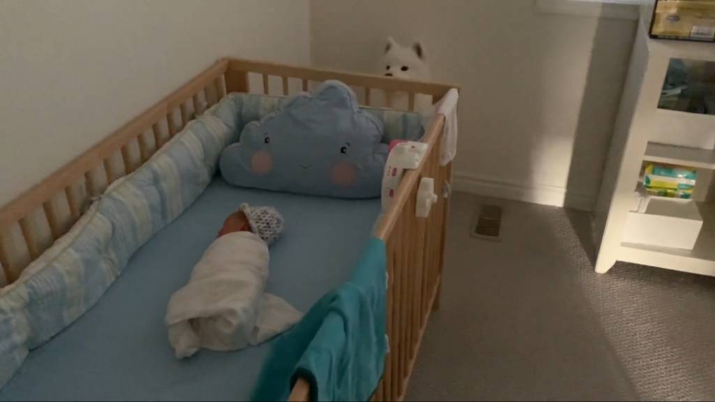 강아지들이 갓난아이를 보는 표정 | 인스티즈