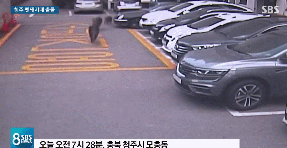 청주 멧돼지떼 출몰 . JPGIF | 인스티즈