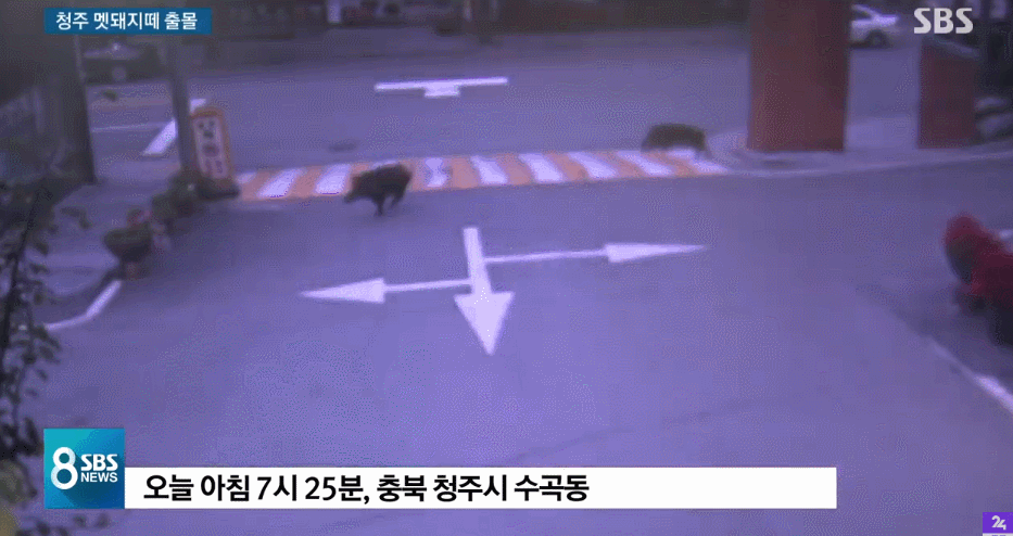 청주 멧돼지떼 출몰 . JPGIF | 인스티즈