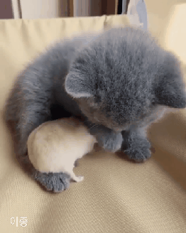 이상하게 침이 고이네 .gif | 인스티즈