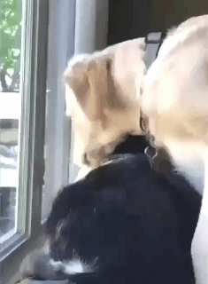 아니 고양이들 억울해서 살겠냥 ;; | 인스티즈